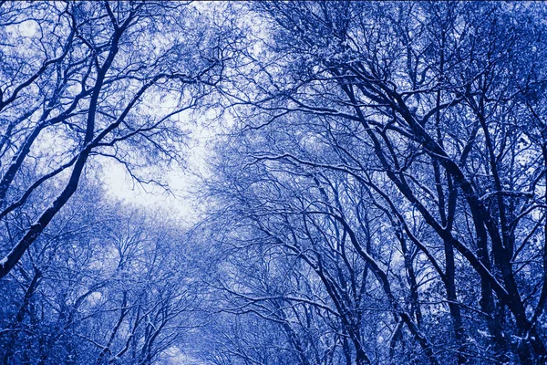 Frozen wood. Time step of changes in young leaves. Concept of death in old age, aging. Natural texture. Art everywhere concept. — Stock Photo, Image