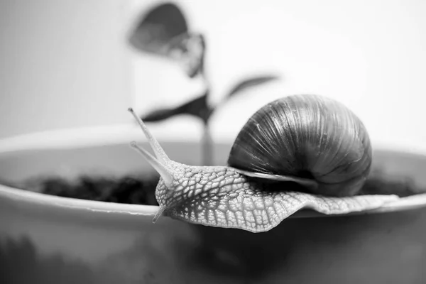 Schattige slak in de buurt van groene plant. Natuurlijke remedies. Schattige slak close-up. Kleine slijm met shell of slak in plant pot. Genezing slijm. Cosmetica en slak slijm. Schoonheidsbehandeling cosmetologie — Stockfoto