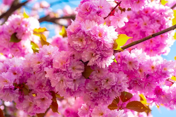 Φεστιβάλ Σακούρα. Κεράσι ανθισμένα δέντρα. Sakura μοτίβο ανοιξιάτικα λουλούδια. — Φωτογραφία Αρχείου