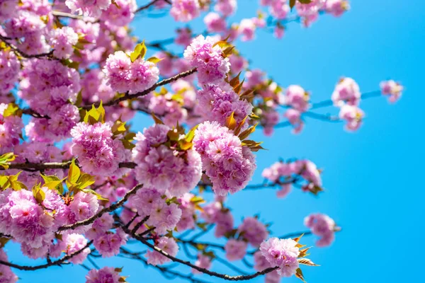 Bellissimi fiori da giardino. Albero di fiori sakura su sfondo cielo blu . — Foto Stock