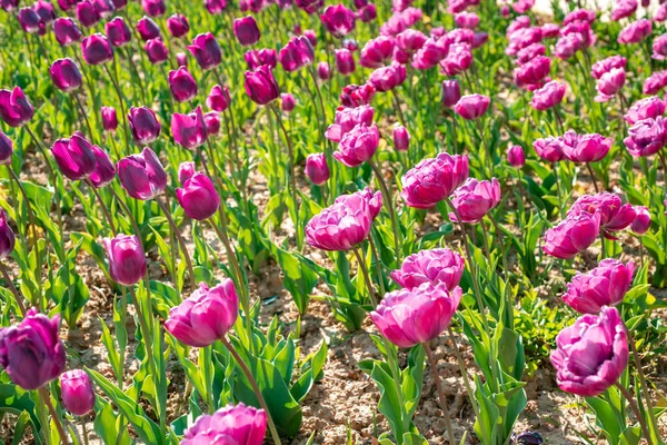 Campo di tulipani. Fiori di primavera tulipani. Fiori di tulipano in primavera fioritura scena fioritura . — Foto Stock