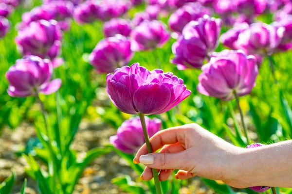 Fiori di tulipano in primavera fioritura scena fioritura. Tulipano nelle mani della donna . — Foto Stock
