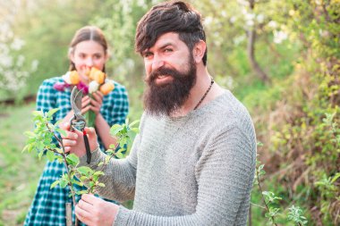 Bahar dalını aşılayan adam. Gülümseyen adam dikmeye hazırlanıyor. Greft.