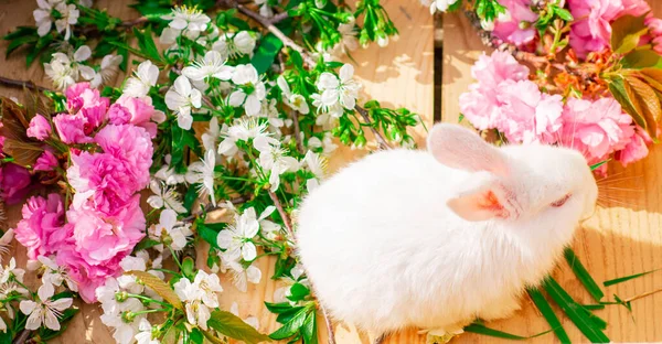 Happy easter and funny Easter day. Little rabbit on farm. — Stock Photo, Image