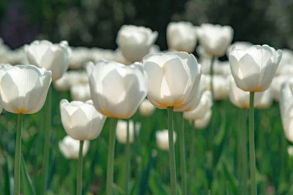 Wiosna kwitnące tulipany Biały kwiat tulipany kwitnące w polu tulipany. — Zdjęcie stockowe