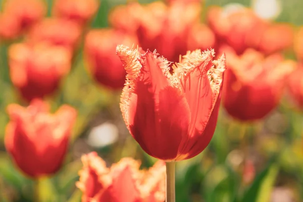 Pole czerwonych tulipanów. Tulipany kwitnące wiosną, — Zdjęcie stockowe