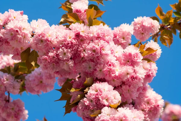 Bellissimi fiori da giardino. Per biglietti di auguri pasquali e primaverili con spazio di copia . — Foto Stock