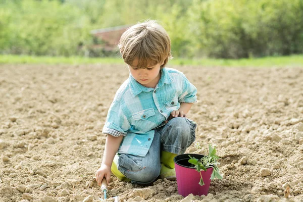 Glad liten trädgårdsmästare med vårblommor. Jordbruk och jordbruk. En liten unge som planterar en blomma. Glad trädgårdsmästare. — Stockfoto