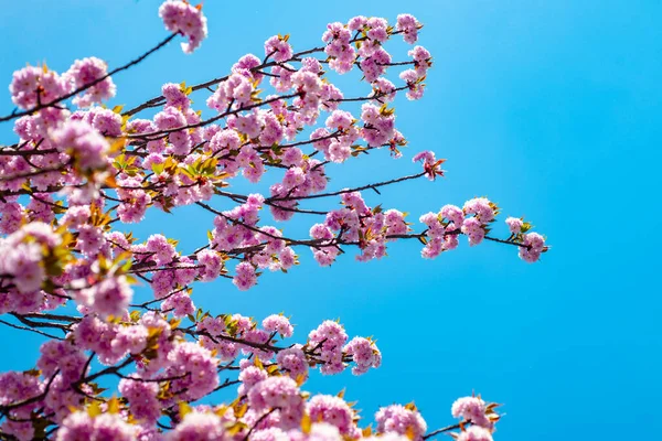 Albero di fiori sakura su sfondo cielo blu. Rami di sakura fiorente su sfondo di cielo. Festival Sakura . — Foto Stock