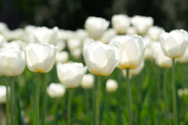 Białe tulipany kwiatowe kwitnące w polu tulipanów. Przyroda. Pole tulipanów. Wiosenne kwiaty tulipany. — Zdjęcie stockowe