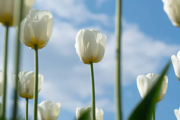 Tavaszi virágok tulipán. Csodálatos fehér tulipán virágok virágzik a tulipán mező. — Stock Fotó