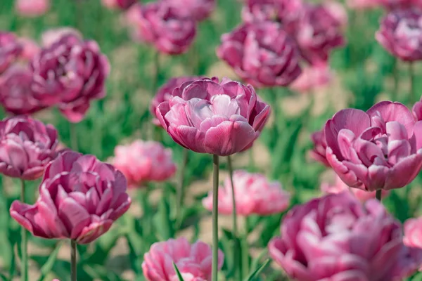 Tulips in spring blooming garden. Blooming pink tulip flowers in springtime.