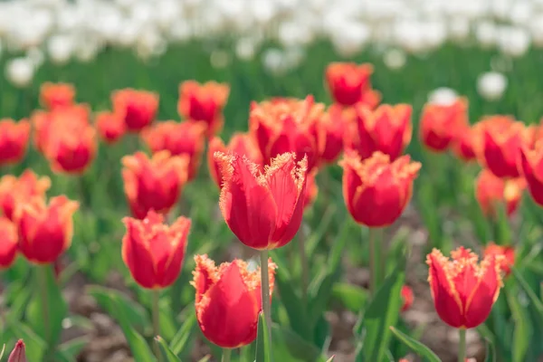 Pole tulipanów. Wiosenne kwiaty tulipany. — Zdjęcie stockowe