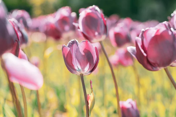 Wiosną kwitnące tulipany. Tulipany w wiosennym kwitnącym ogrodzie. Kwitnące różowe kwiaty tulipana wiosną. — Zdjęcie stockowe