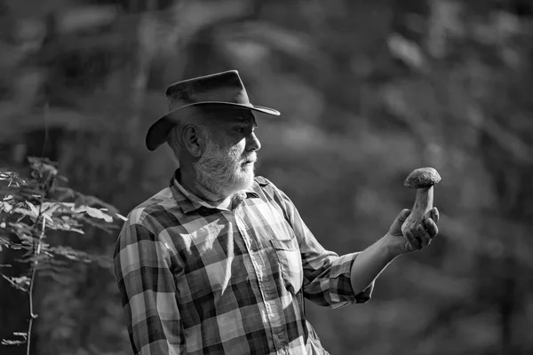 Picking mushrooms. Mushroom in the forest, senior man collecting mushrooms in the forest. Grandfather. — Stock Photo, Image