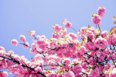 Güzel çiçek bahar arka plan doğa. Kiraz çiçeği. Sacura kiraz ağacı. Paskalya ve bahar için tebrik kartları kopya alanı ile. Bahar sınır arka plan ile pembe çiçeği.