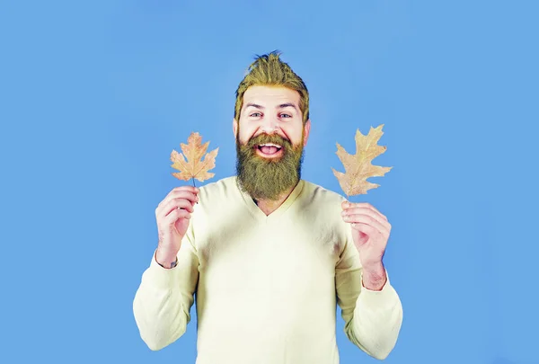 Bearded man are getting ready for autumn sale. Fall concept. Leaf fall. Autumn leaves. Autumn and leaf fall dreams.
