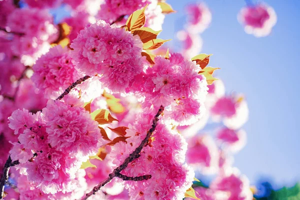 Körsbärsblommor. Sacura cherry-träd. Springtime. Våren blommor med blå bakgrund och moln. Grenar av blommande aprikos makro med mjuk fokusera på himmel bakgrund. — Stockfoto