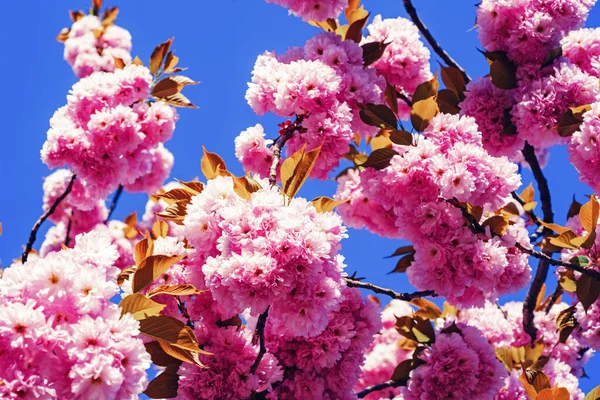 Cherry blossom. Sacura cherry-tree. Branches of blossoming apricot macro with soft focus on sky background. Beautiful nature scene with blooming tree and sunny day. — Stock Photo, Image