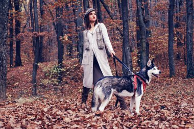 Soylu köpek konsepti. Husky dog, en iyi arkadaşlar. Kız köpeğiyle yürümekten hoşlanıyor. Sibirya Husky 'sinin en sevdiği hayvan. Hayvan yetiştiriciliği. Güz ormanı köpeğiyle yürüyen şık bir kız. Hayvan.