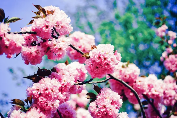 Sakura φεστιβάλ. Κεράσι ανθίσει. Sacura κερασιά. Μαργαρίτα λουλούδι, ανθοφορίας λουλούδια μαργαρίτα στο λιβάδι. Άνθος δέντρο πέρα από το υπόβαθρο της φύσης. Ανοιξιάτικα λουλούδια. — Φωτογραφία Αρχείου