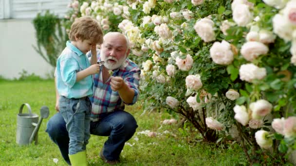 Plantar flores. Jardinagem de jardineiro. O avô com o neto a trabalhar no jardim. Família da quinta. Primavera e passatempos. Plantio . — Vídeo de Stock