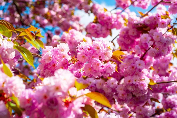 Primavera fiori sfondo. Alberi di Fiori di Ciliegio. Primavera . — Foto Stock