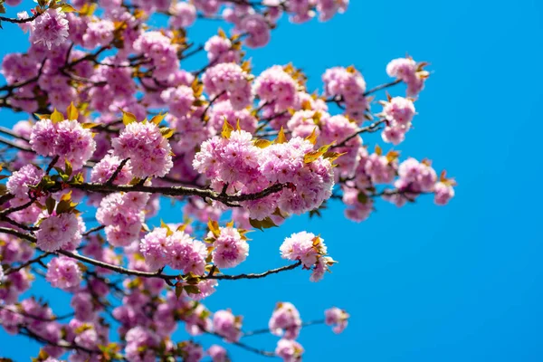 Kiraz Çiçekleri Ağaçları. Sakura Festivali. Pembe çiçek sakura ile bahar arkaplanı. Bahar çiçekleri dalları. — Stok fotoğraf