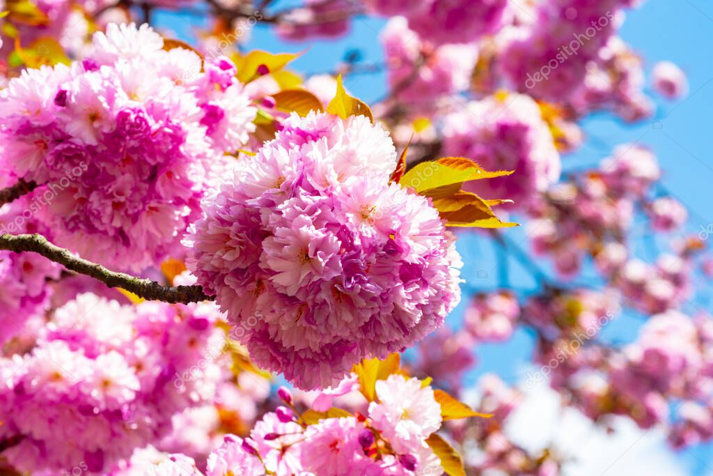 Cherry Blossoms Trees. Spring flowers background. Sakura Festival.
