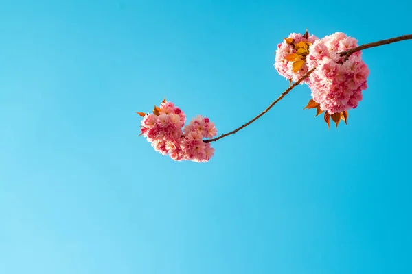 Rama de flores de primavera. Sakura de árbol de flor sobre fondo de cielo azul. Festival Sakura. Flor de margarita, flores de margarita florecientes en el prado . — Foto de Stock