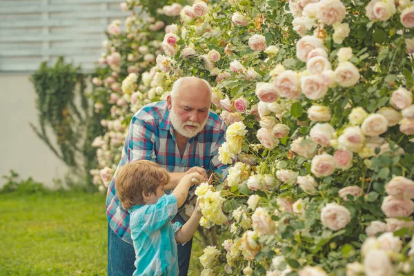 Grand-père et petit-fils. Vieux et jeunes. Concept d'âge de la retraite. Des plantes en croissance. Grand-père avec son petit-fils travaillant dans le jardin . — Photo