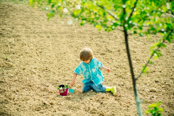 Pequeño niño jardinería y divertirse en el patio de primavera. Vida de granja americana. Pequeño ayudante en el jardín. Niño lindo regando el brote en el campo . — Foto de Stock