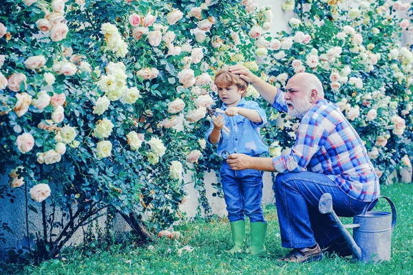 Садоводство - Дедушка садовник в солнечном саду посадки роз. Дедушка. Портрет дедушки и внука во время работы в саду цветов . — стоковое фото