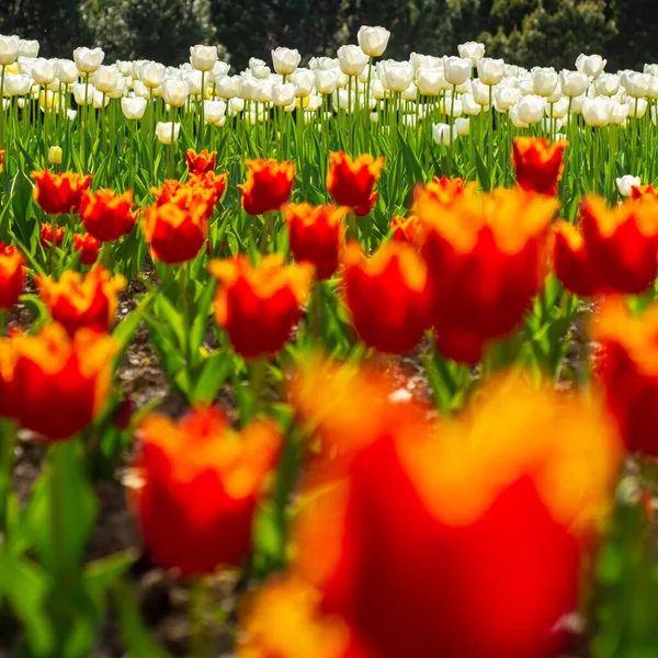 Campo di tulipani. Fiori di tulipano rosso in primavera fioritura scena fioritura . — Foto Stock