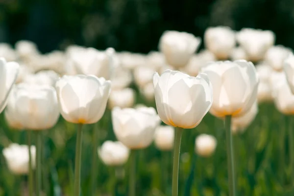 Białe tulipany kwiatowe kwitnące w polu tulipanów. Pole tulipanów. — Zdjęcie stockowe