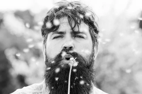 Un hombre gracioso chupa diente de león. Guapo barbudo agricultor posando sobre fondo de primavera . —  Fotos de Stock