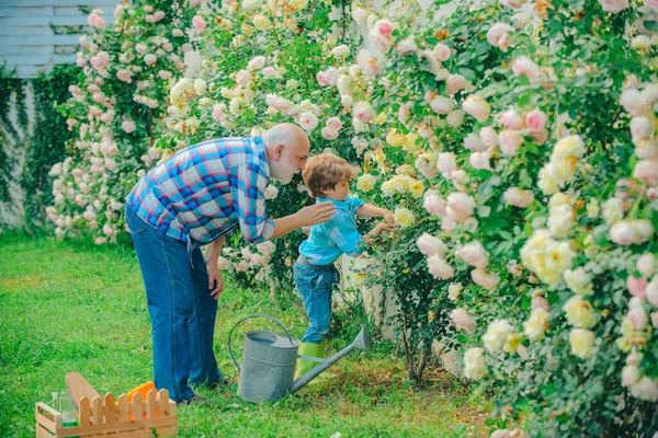 Садоводство - Дедушка садовник в солнечном саду посадки роз. Садовник в саду. Маленький помощник в саду. Хобби и досуг. Цветочная площадка . — стоковое фото