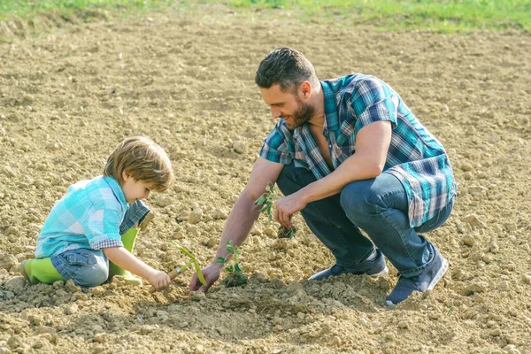 父は息子の園芸を教えていた。息子は庭で一緒に働いている間に父親が木を植えるのを助ける. — ストック写真