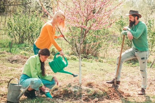 Група молоді працює на весняному подвір'ї з садовими інструментами. Друзі рослини і рослини. Дівчина поливає рослини в саду навесні сонячним днем. Посадка дерева. Викопування весняного ґрунту лопатою . — стокове фото
