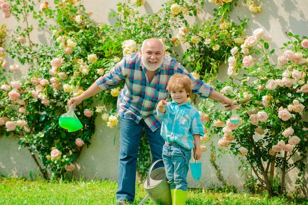 花を植える。美しい庭の祖父と孫。庭師は庭で花を切ります。パパは小さな息子の世話の植物を教える. — ストック写真