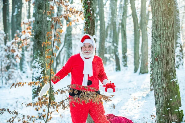 Grootvader Santa wandelt in het bos. Kerstman in rood kostuum wandeling in de winter bos. Levering kerstcadeaus. — Stockfoto