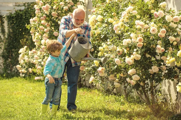 Садоводство - Дедушка садовник в солнечном саду посадки роз. Поливать цветы в саду. Счастливые садовники с весенними цветами. Поколение . — стоковое фото