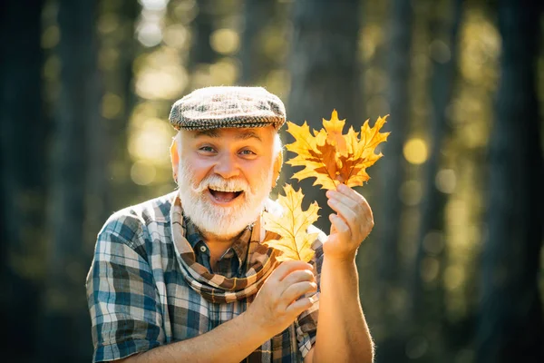 Happy grandfather holding yellow leaf over autumn leaves background. Happy senior man. Senior man on a walk in a forest in an autumn nature holding leaves. — Stock Photo, Image