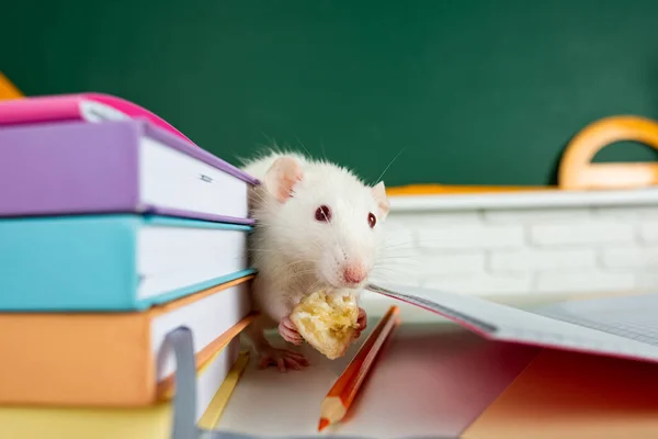 Witte rat zit op boeken. Het concept onderwijs, school. — Stockfoto