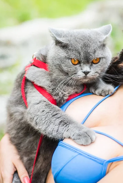 Meisje en een kat. Nobele trotse kat liggend op vrouwelijke handen. Gelukkig poesje wordt graag gestreeld door vrouwenhand. Menselijke beste vriend. Speelse grijze rasechte kat gluurt uit. — Stockfoto