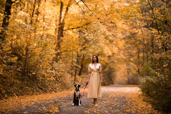 A rapariga está a andar com o cão. Outono quente. Retrato de uma mulher bonita em um vestido leve. Mulher morena jovem bonita com longo passeio de cabelo na floresta outonal . — Fotografia de Stock