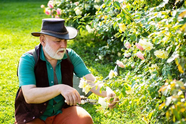 Старший в саду, режет розы. Садовники с весенними цветами. Дедушка работает в саду . — стоковое фото