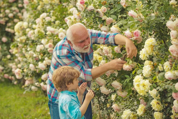 Посадка цветов. Дедушка и внук в прекрасном саду. Милый мальчик поливает цветы в летнем саду. Весна и хобби . — стоковое фото
