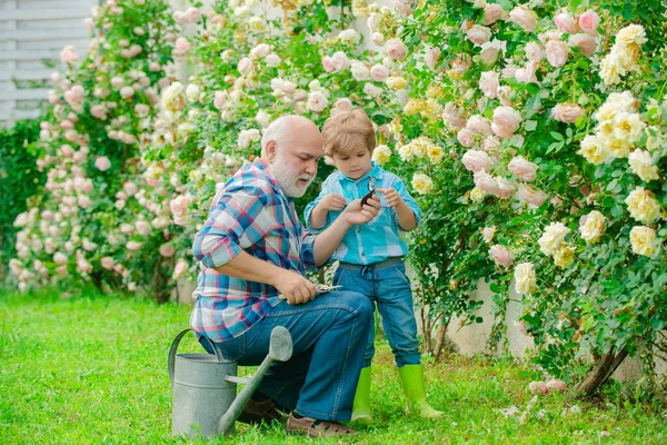 Flor rosa cuidado y riego. Abuelo con nieto trabajando juntos en jardinería. Jardinero en el jardín. Pasatiempos y ocio. Nieto y abuelo pasan tiempo en el huerto . — Foto de Stock