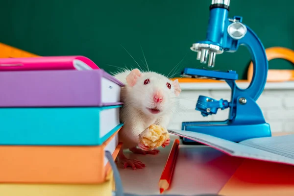 Εργαστηριακός αρουραίος. Αστεία λευκό ποντίκι αρουραίος στην τάξη. Λευκός πειραματόζωο κάθεται στο μικροσκόπιο. Εργαστηριακός αρουραίος σε εργαστήριο. Έννοια - δοκιμές φαρμάκων, εμβολίων, πειραματόζωων. Γενετικές μελέτες για την ανθρωπότητα. — Φωτογραφία Αρχείου